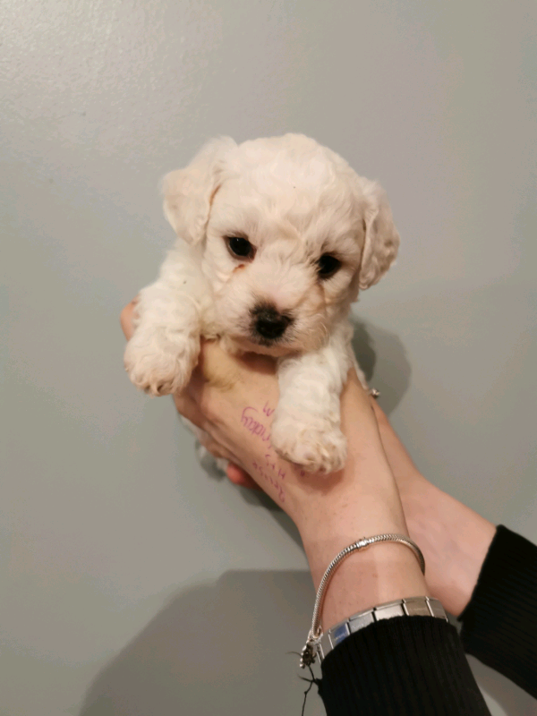 bichon frise for sale